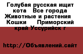 Голубая русская ищит кота - Все города Животные и растения » Кошки   . Приморский край,Уссурийск г.